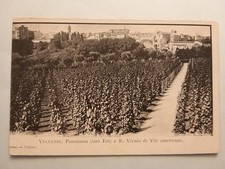 Velletri (Roma). Veduta (lato Est) e R. Vivaio di Viti americane.