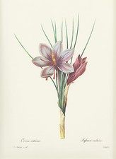 Safferano crocus sativus - safferano,