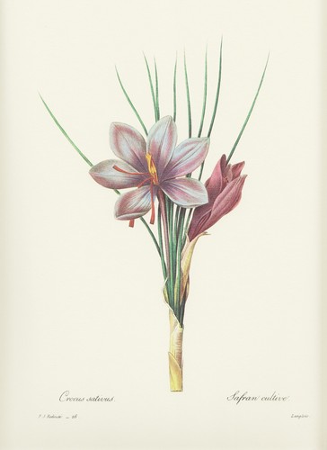 Safferano crocus sativus - safferano,