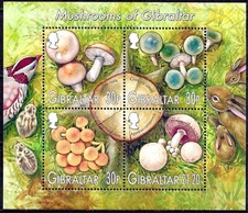Gibilterra 2003 Funghi Funghi