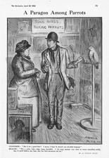 UN PARAGONE TRA PAPPAGALLI