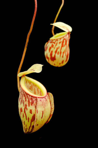 Nepenthes glabrata pianta - nepenthes,