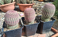 Echinocereus rigidissimus var