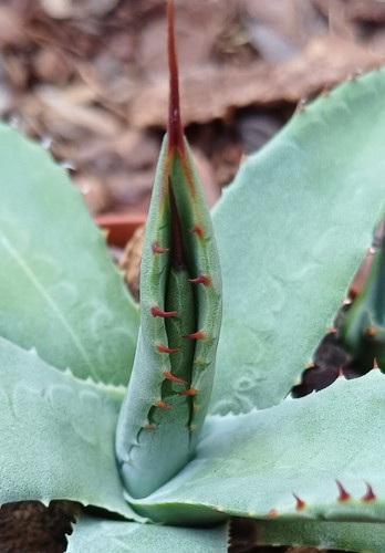Agave parryi var - ,