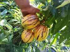 AS 1466XF Pepino Kendall Gold