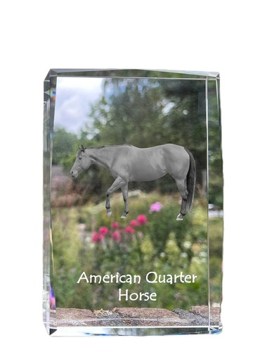 Americani quarter horse - americani,