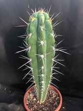 STETSONIA CORYNE CACTUS PIANTE