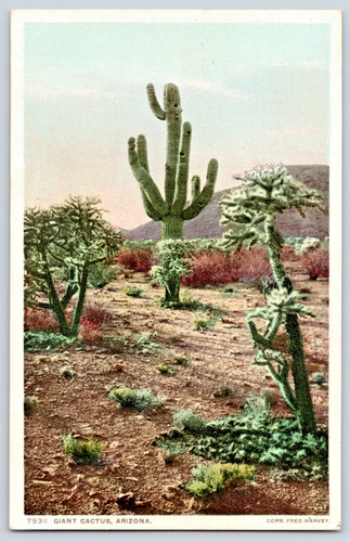 Arizona cactus gigante nel - cactus,