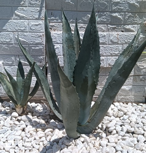 Agave americana blu grande - agave,
