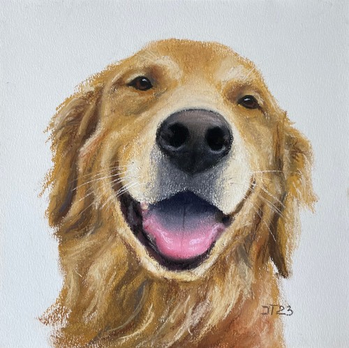 Cane labrador retriever - cane,