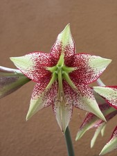 Hippeastrum EP x Leucopardinum