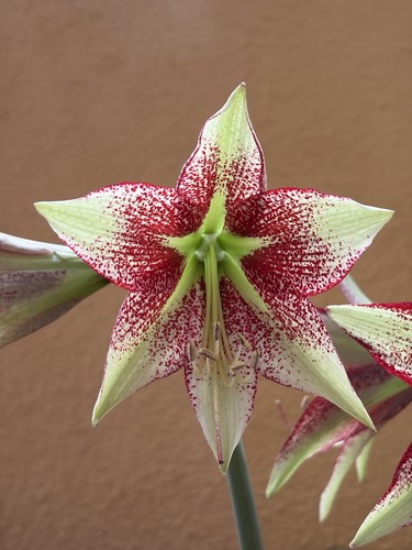 Hippeastrum leucopardinum - ep,