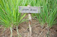 CITRONELLA - CITRONELLA, 30 SEMI + OMAGGIO