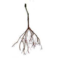 Barbatella di Vite Innestate a