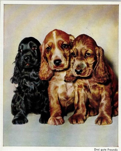10143064 tre cuccioli di - -,