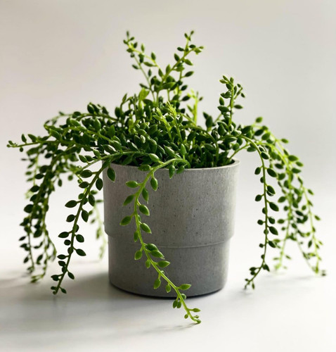 Pianta artificiale succulenta