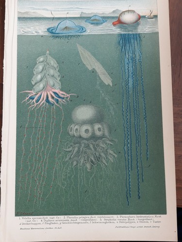 1894 cromolitografia meduse