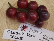 Glossy Rose Blue Tomate -