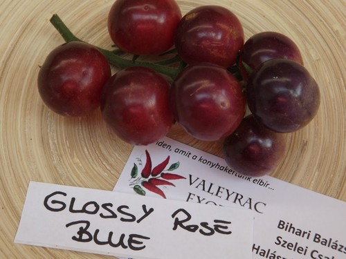 Glossy rose blue tomate - blue,
