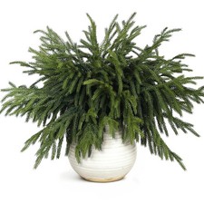 80 Pcs Christmas Norfolk Pine