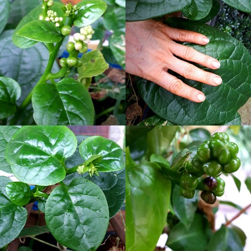 Semi basella - 20, semi🍀basella