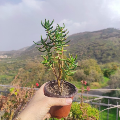 Vaso cm pianta crassula - Ø,
