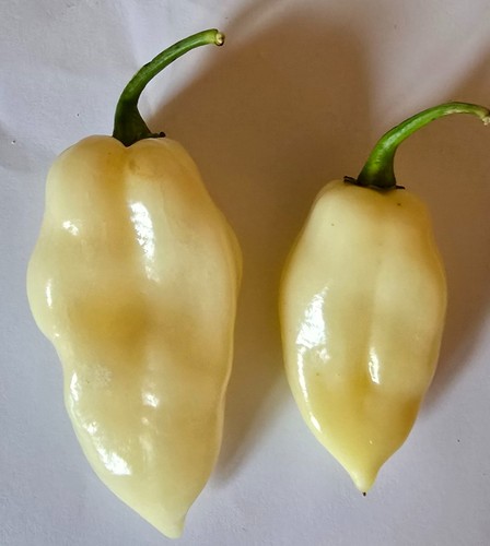 Semi peperoncino fatali - semi,
