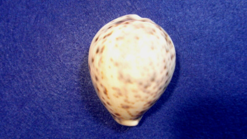 Cypraea tigris pardalis - ,