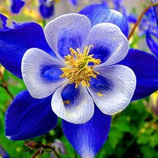 Blue Rocky Mountain Columbine