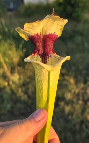 Sarracenia goldie legacy - sarracenia, x