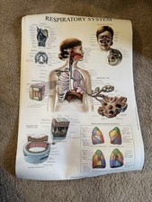 Set di 8 poster anatomici