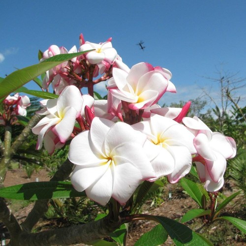 Semi plumeria my - 4-semi,