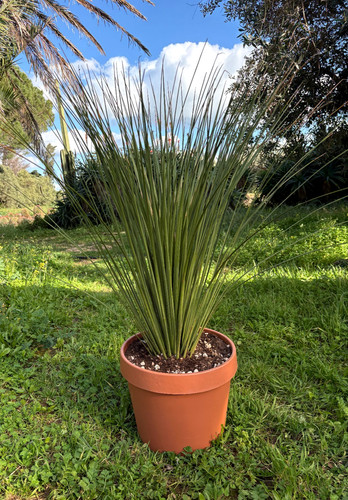 Dasylirion longissimum - dasylirion,