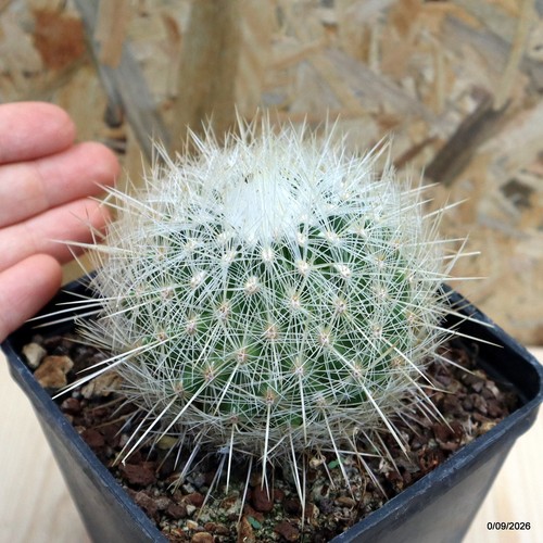 Thelocactus macdowellii vaso - thelocactus,