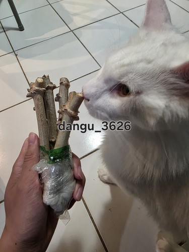 Red cassava live cuttings - cassava,