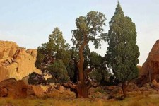 CUPRESSUS DUPREZIANA –