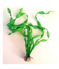 Pianta 30 Cm Piantina