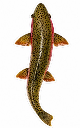 Adesivo trota arcobaleno pesce - adesivo,