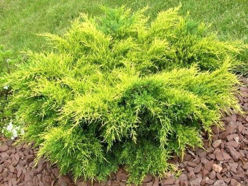 Juniperus old gold ginepro - juniperus,