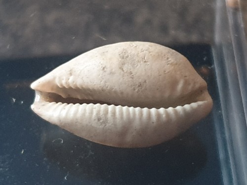 Fossil shell cypraea - cypraea,