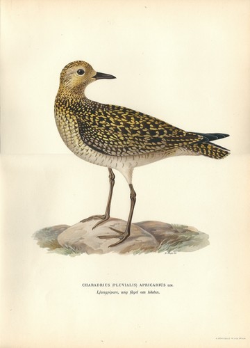 Stampa antica uccello piviere - stampa,