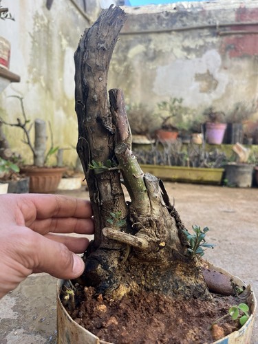 Bonsai ulivastro pianta - , .