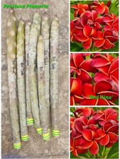 Talea di plumeria (Plumeria