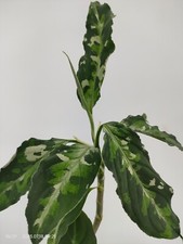 Aglaonema Pictum Tricolor