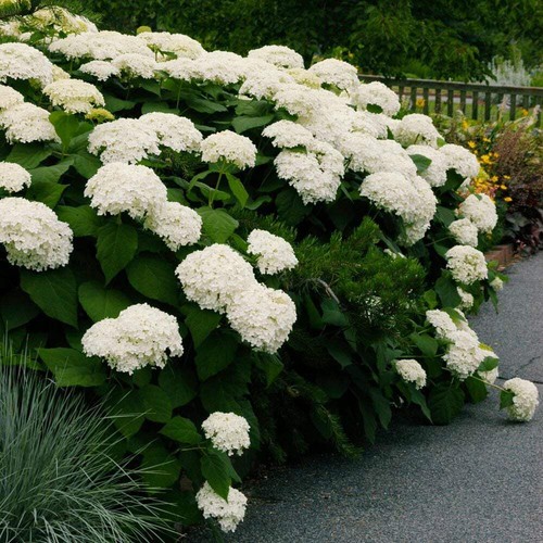 Hydrangea arborescens - , cv