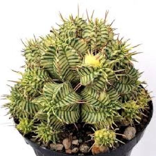 Euphorbia melophormis - euphorbia,