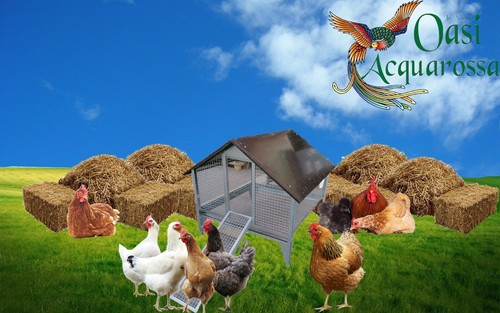 Pollaio per galline ovaiole - galline,