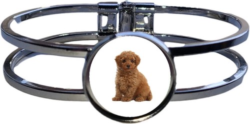 Toy poodle dog pet high - poodle,
