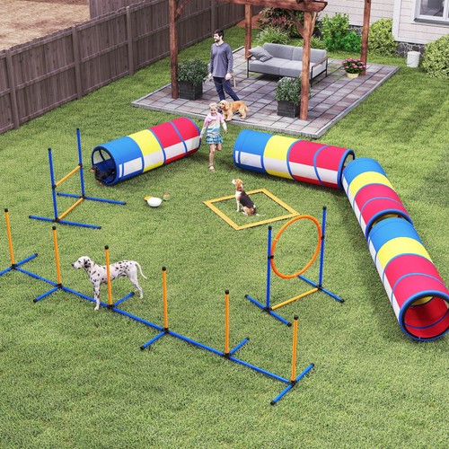 Dog agility training - dog,