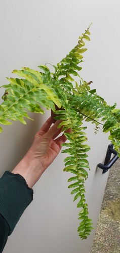 Nephrolepis exaltata variegata